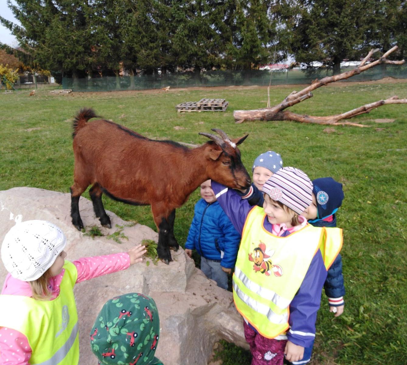 Broučci: vycházky za zvířátky - 21