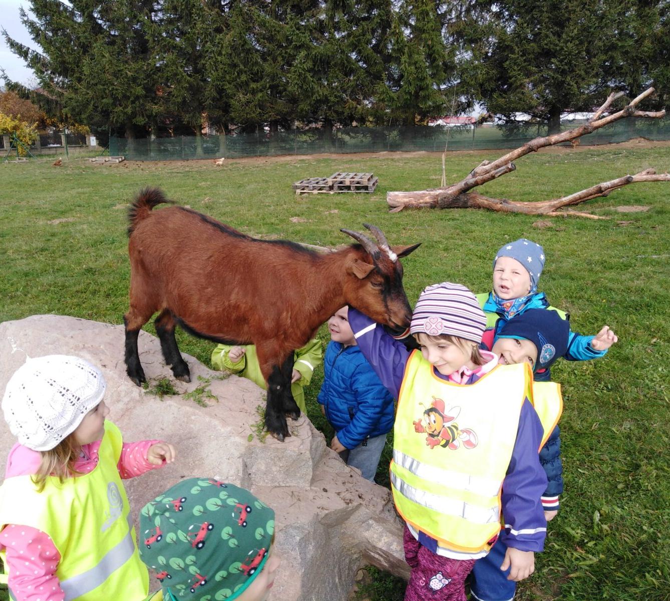 Broučci: vycházky za zvířátky - 23