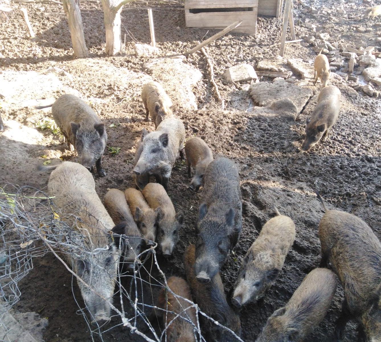 Broučci: vycházky za zvířátky - 24