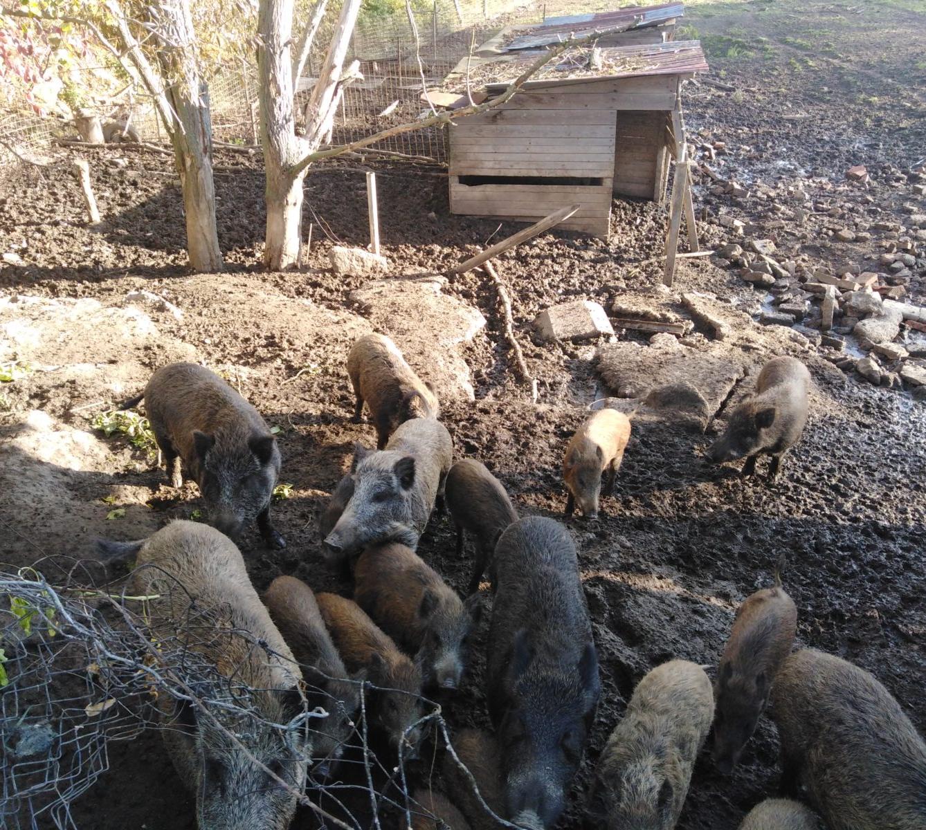 Broučci: vycházky za zvířátky - 25