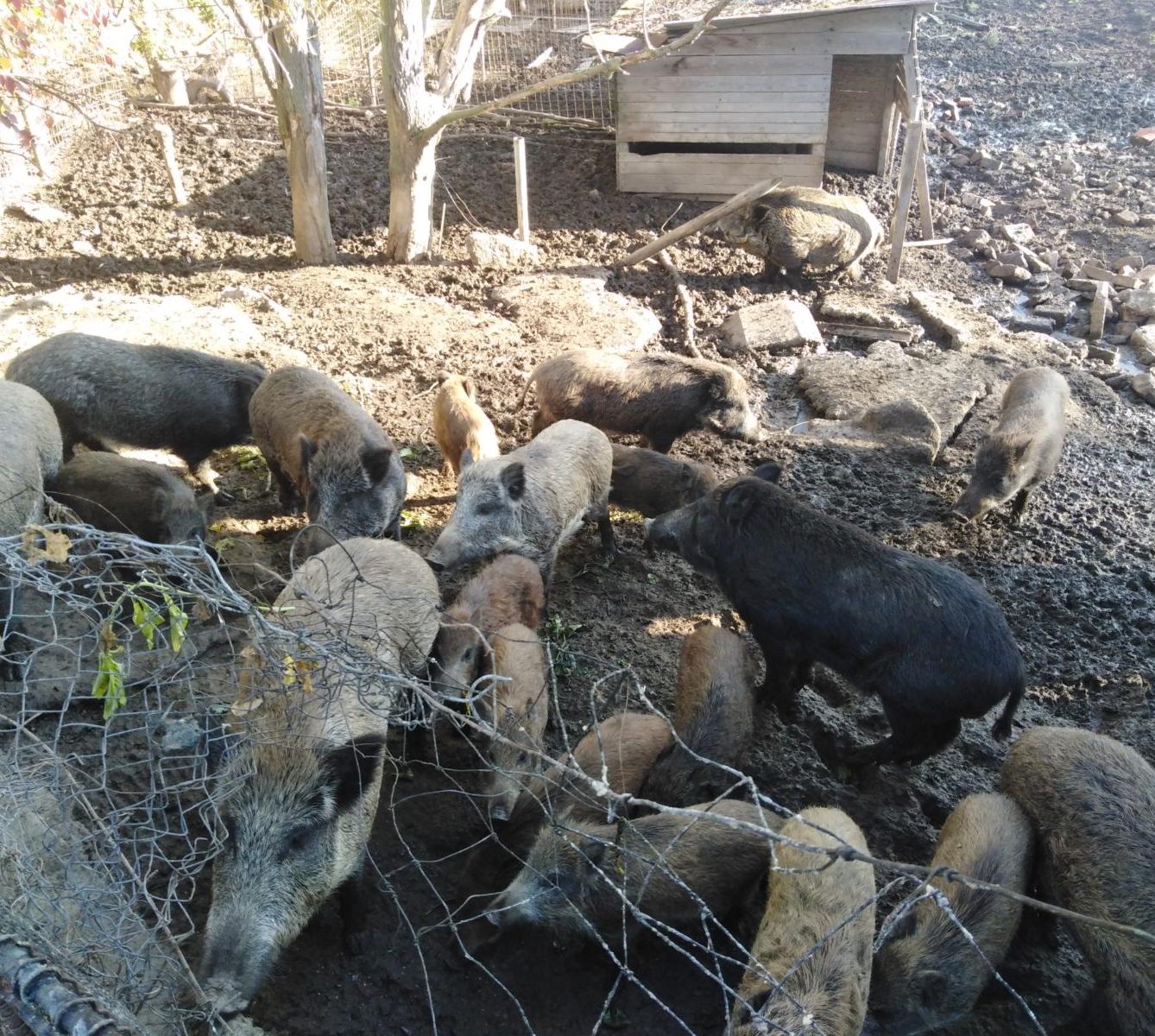 Broučci: vycházky za zvířátky - 32