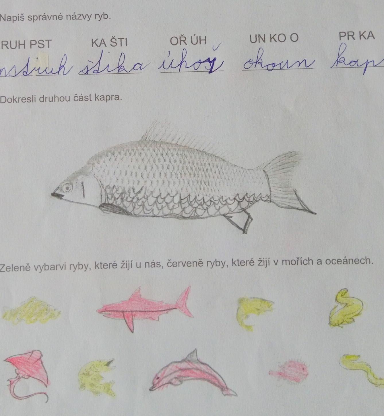 Království ryb u třeťáčků 13. 6. - 42