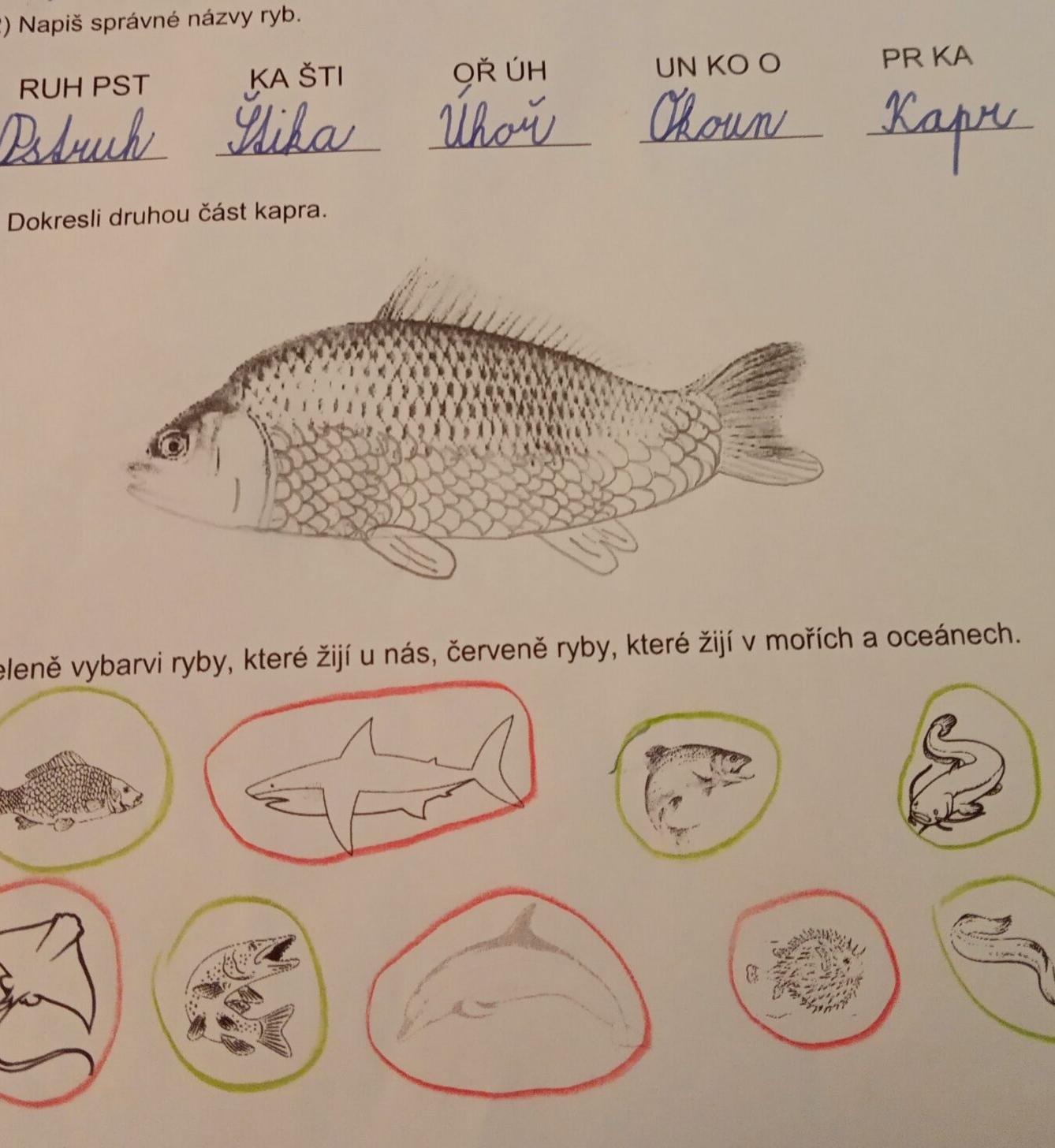 Království ryb u třeťáčků 13. 6. - 43