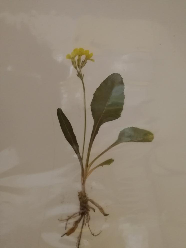 Herbáře - II. stupeň - 3