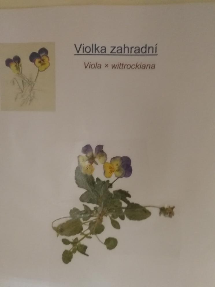 Herbáře - II. stupeň - 5