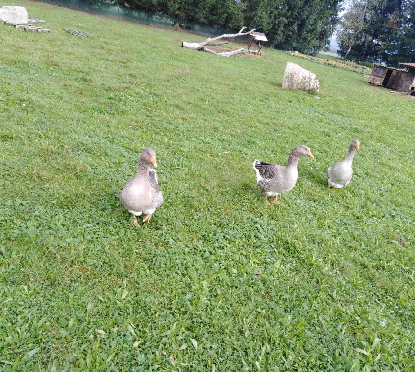 Broučci: vycházky za zvířátky - 1