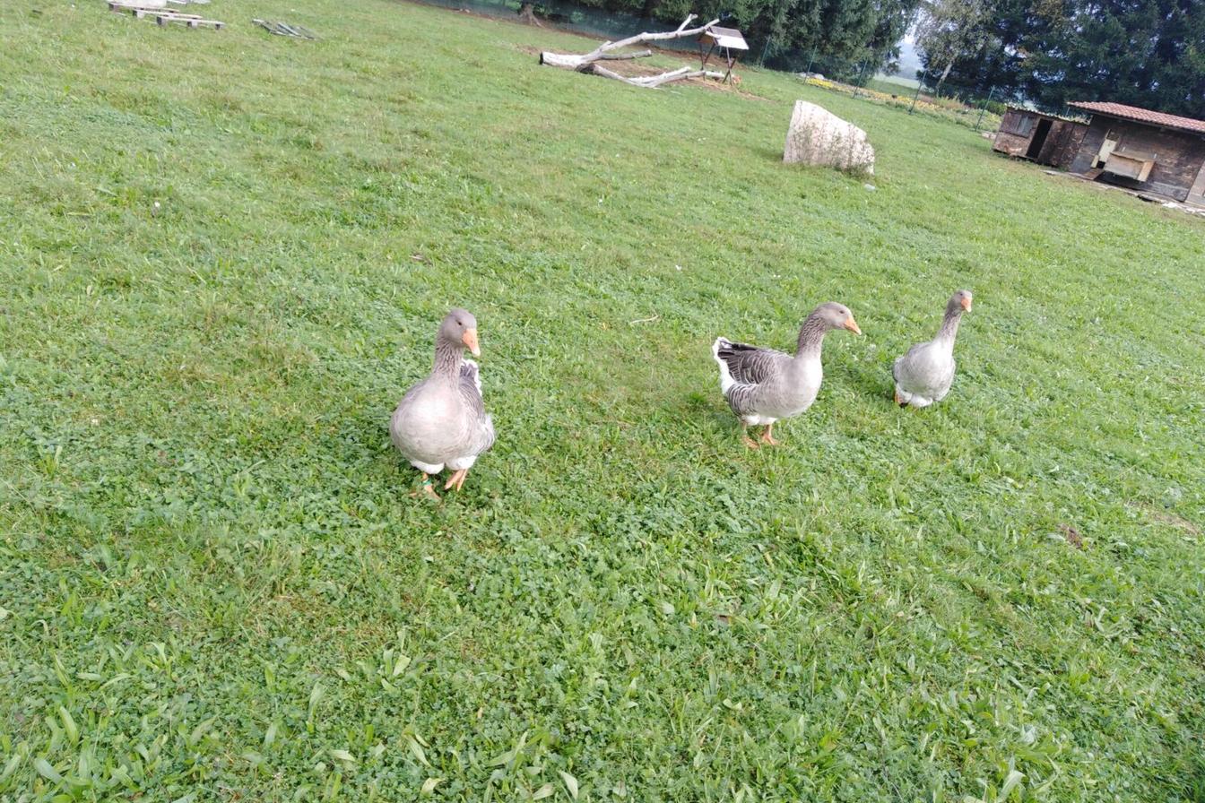 Broučci: vycházky za zvířátky