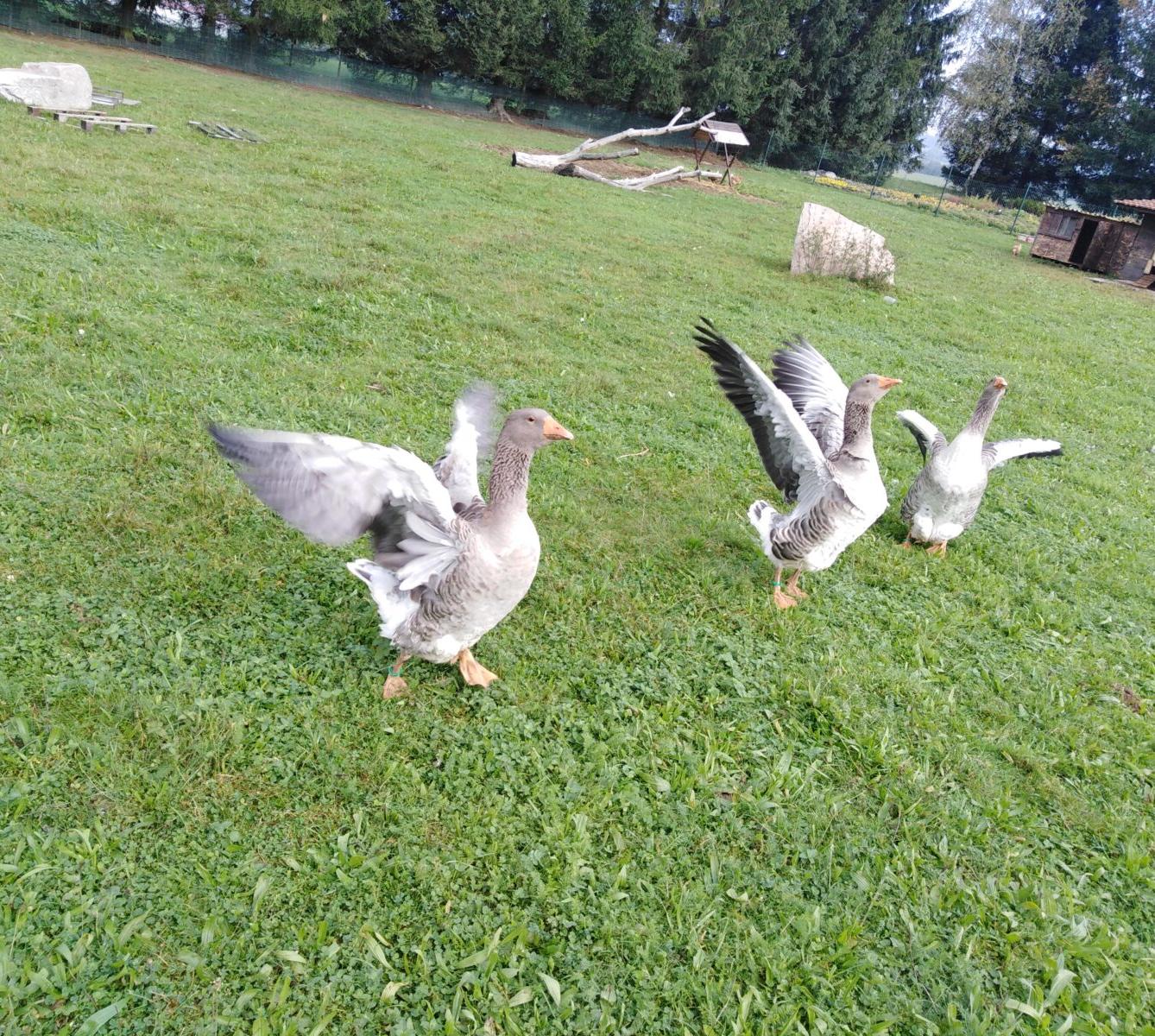 Broučci: vycházky za zvířátky - 2