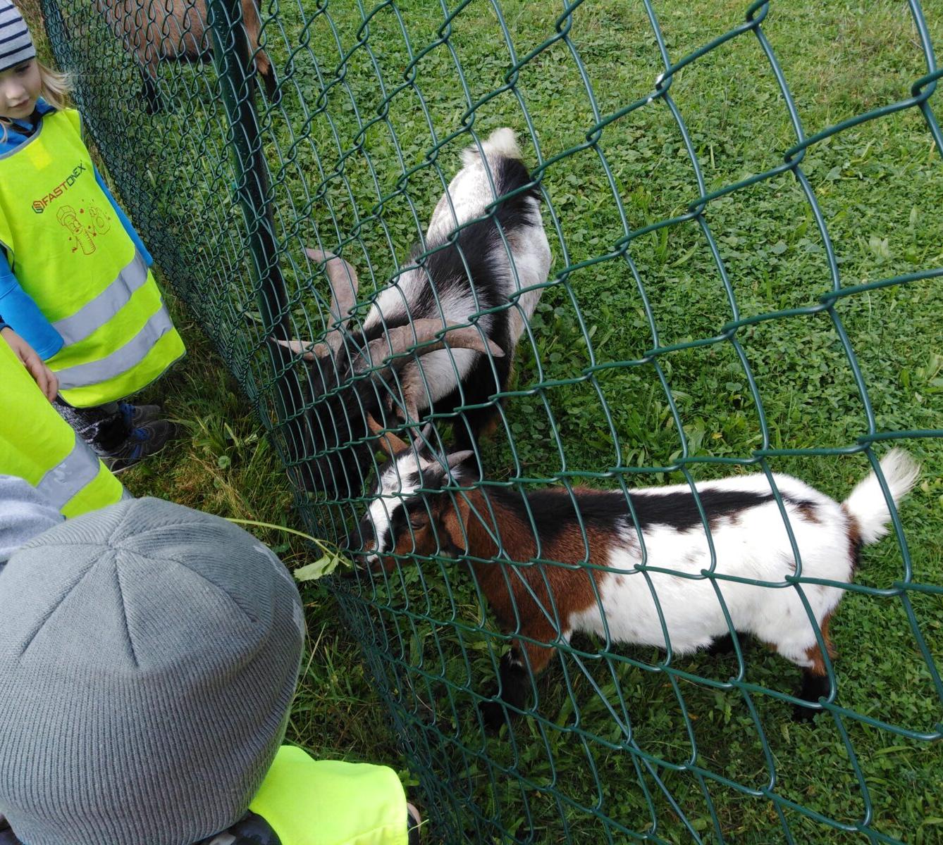 Broučci: vycházky za zvířátky - 3