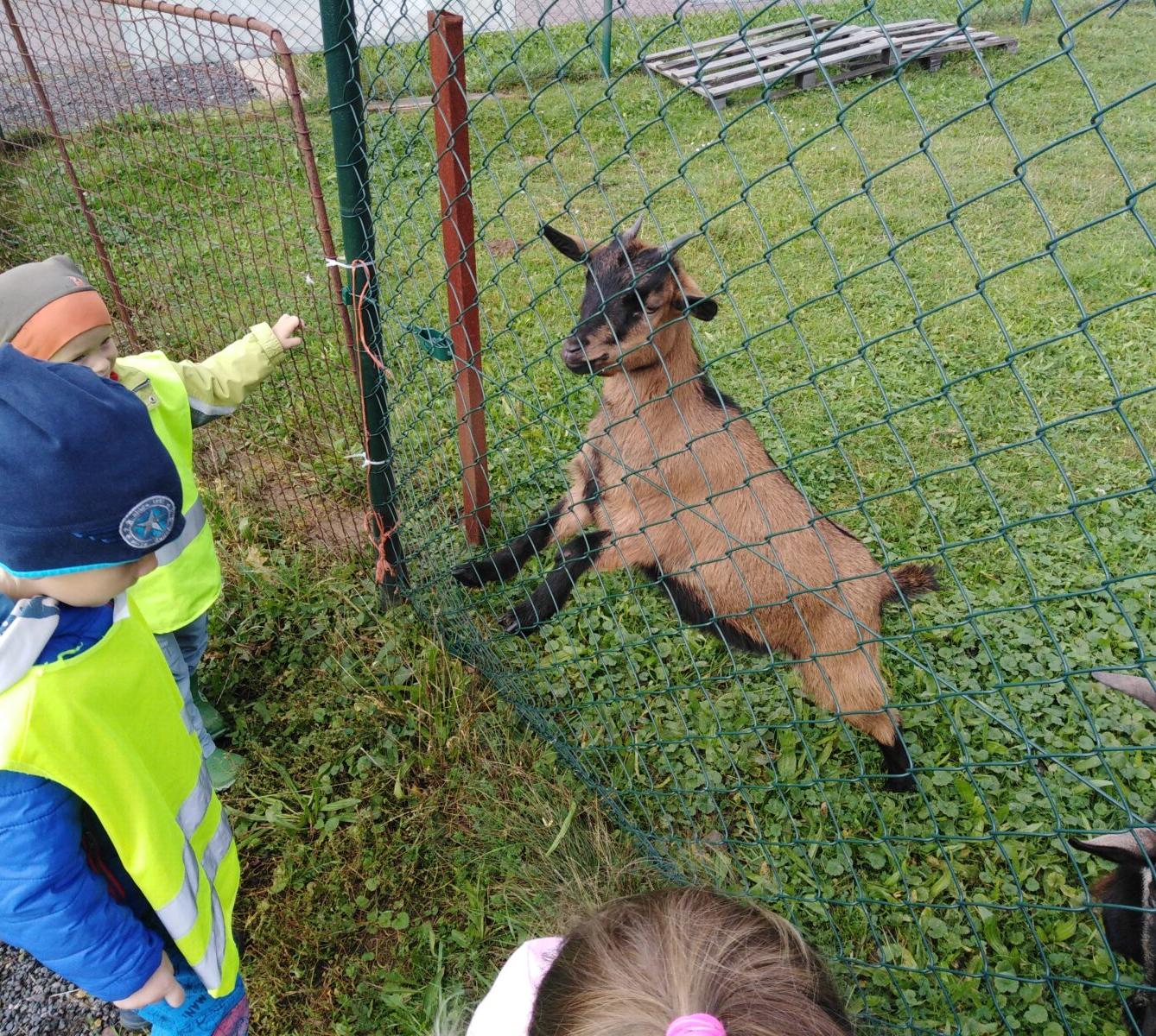 Broučci: vycházky za zvířátky - 6