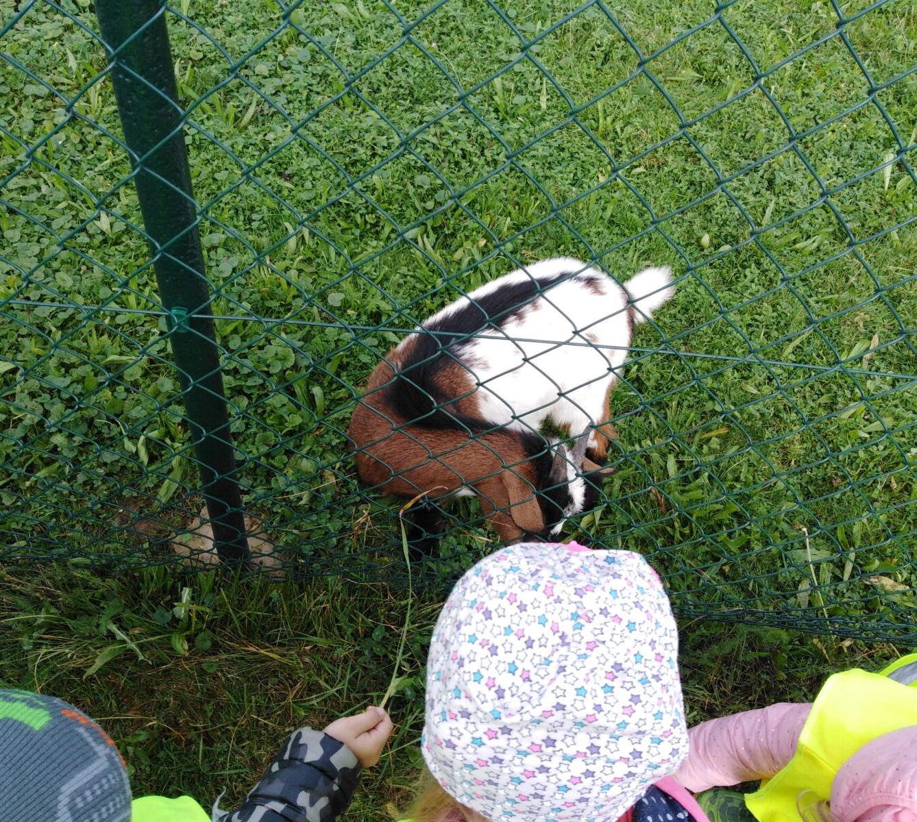 Broučci: vycházky za zvířátky - 8