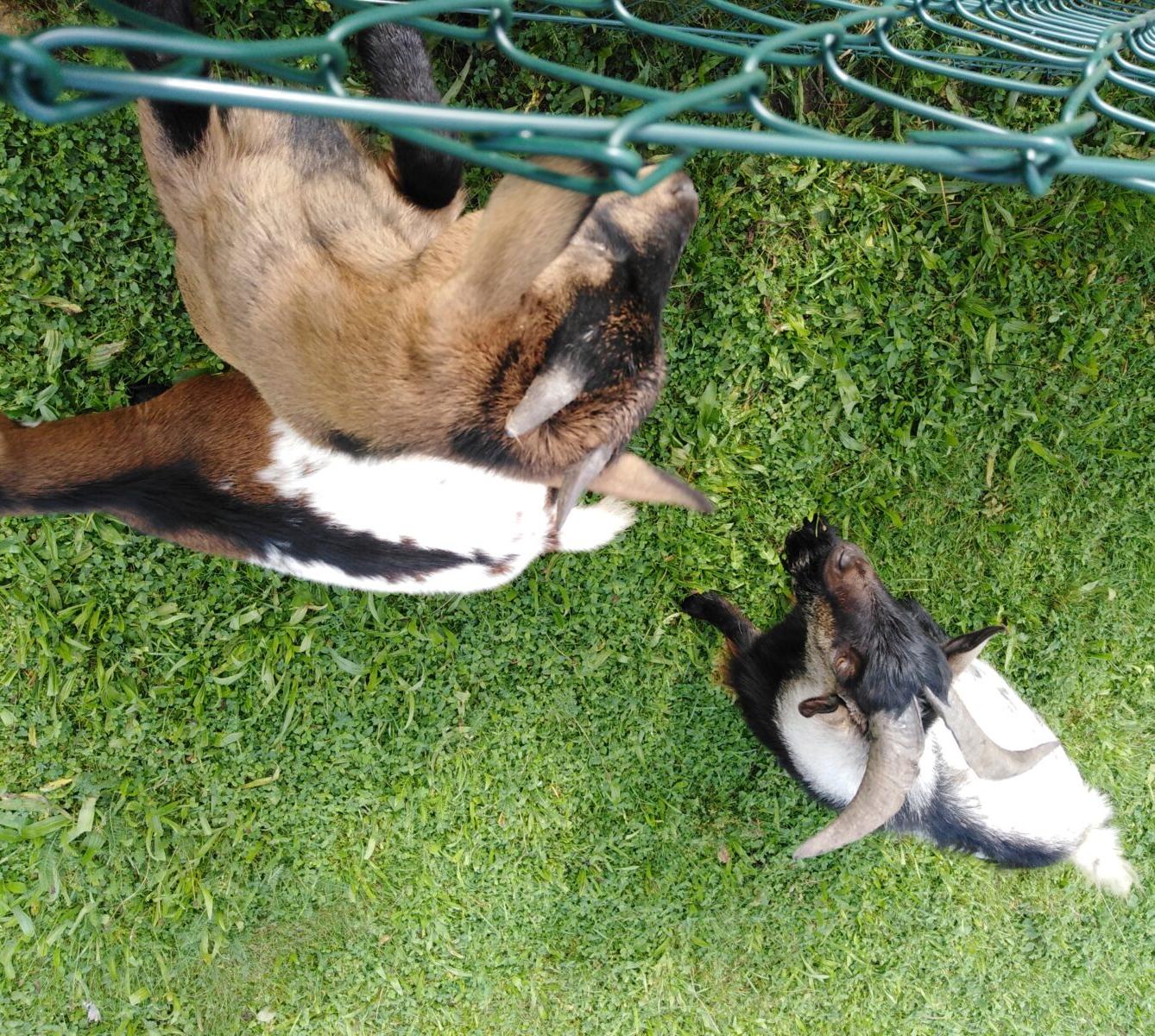 Broučci: vycházky za zvířátky - 15