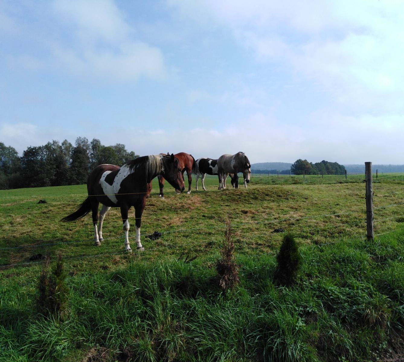 Broučci: vycházky za zvířátky - 16