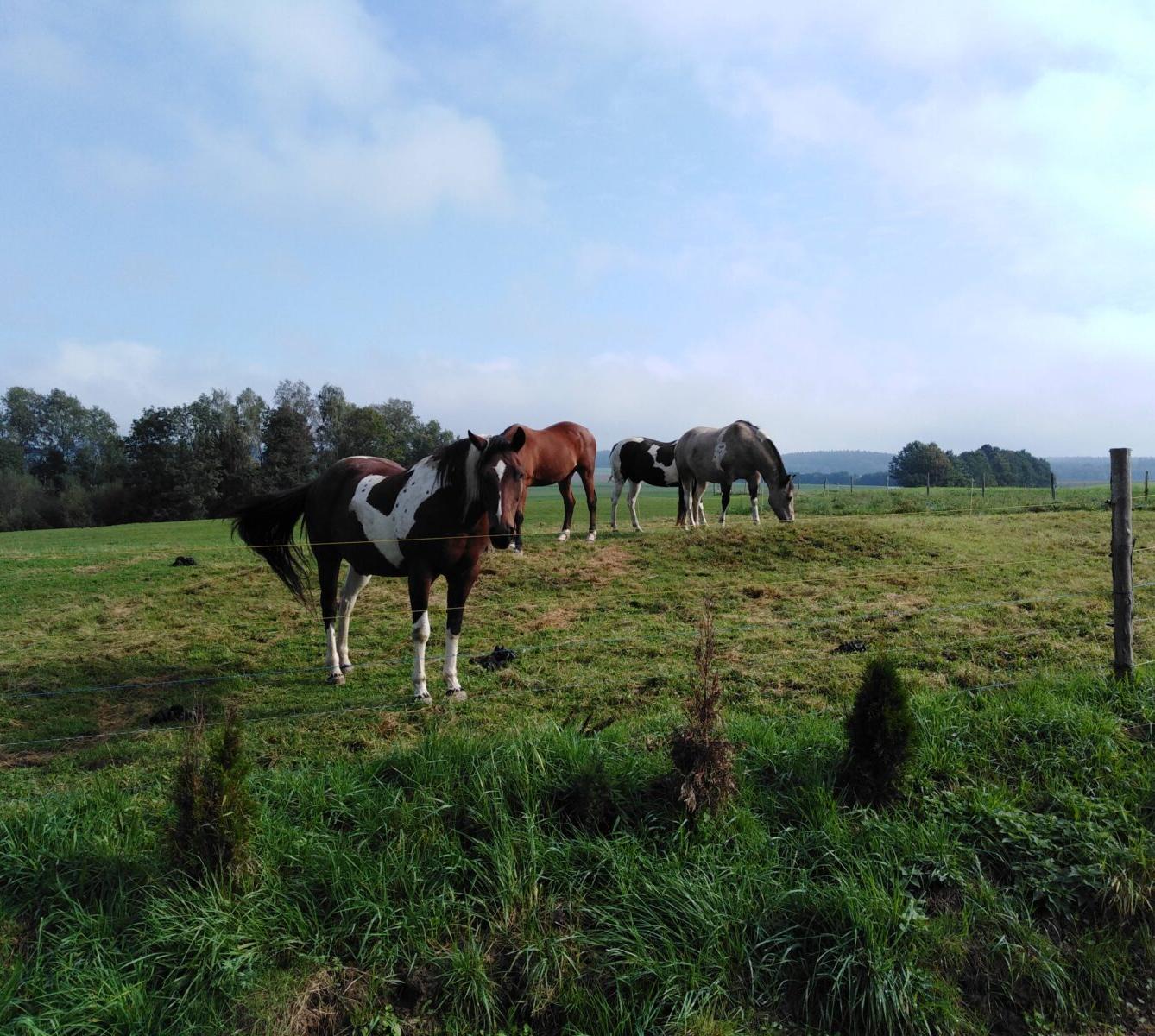 Broučci: vycházky za zvířátky - 17