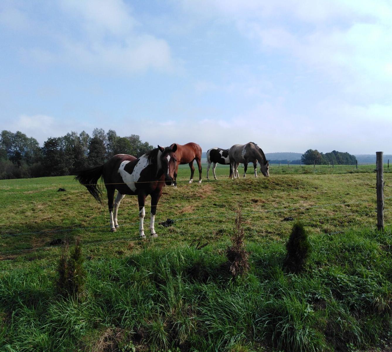 Broučci: vycházky za zvířátky - 18