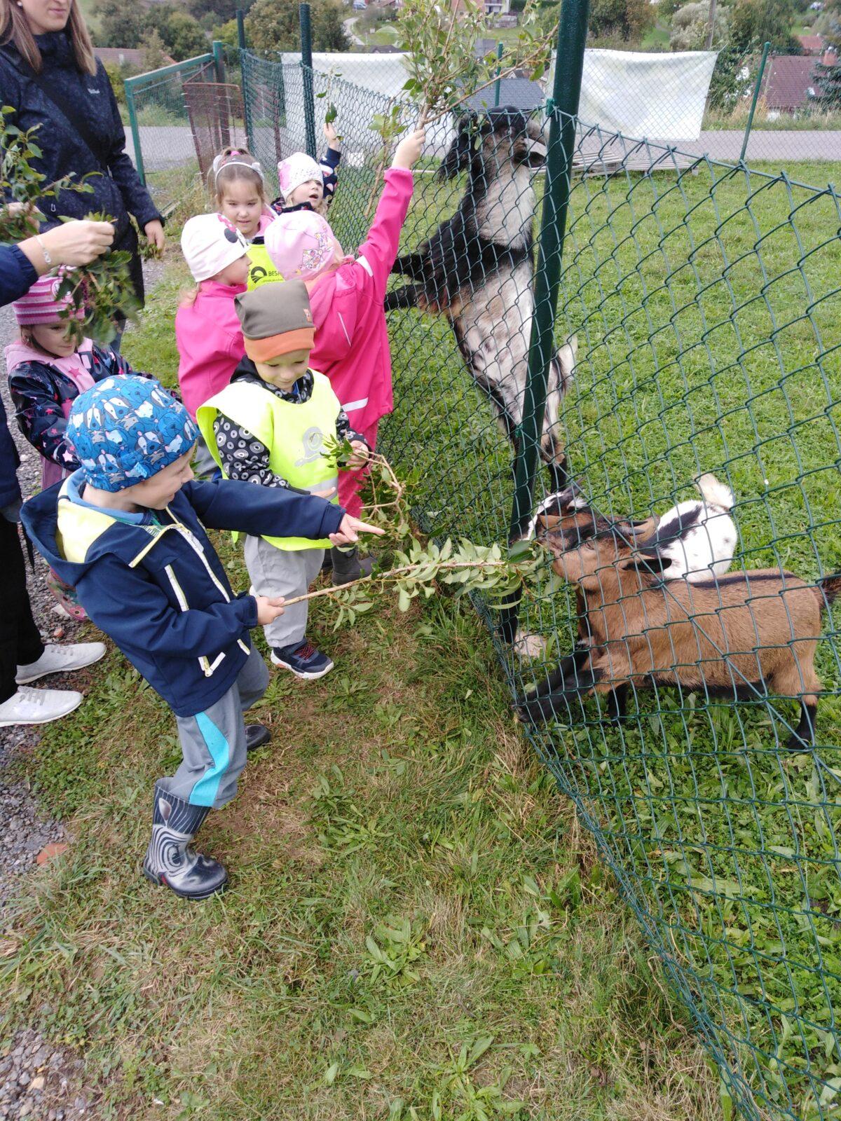 Broučci: vycházky za zvířátky - 21