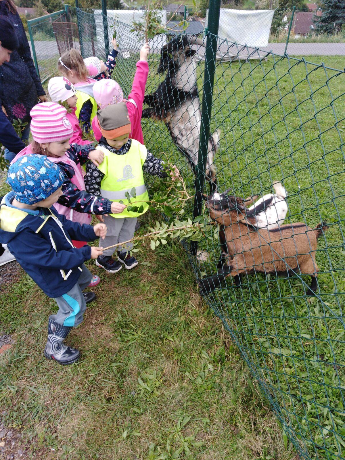 Broučci: vycházky za zvířátky - 22