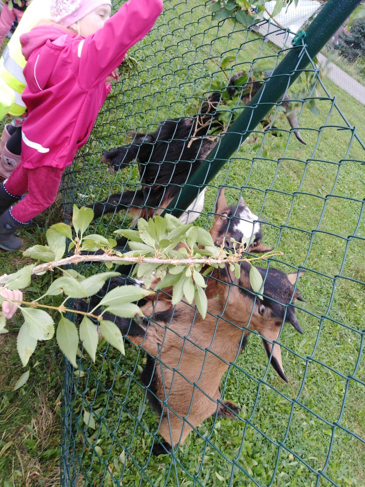 Broučci: vycházky za zvířátky - 24