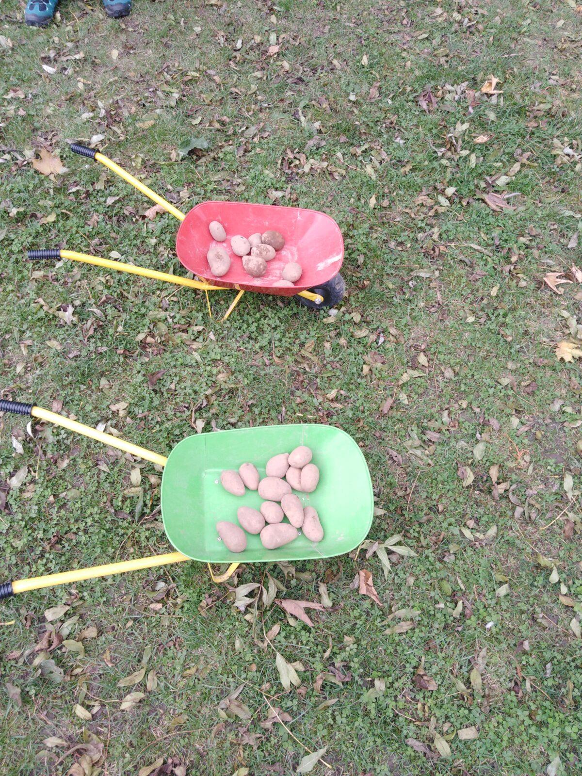 Bramboriáda v MŠ :-) - 44