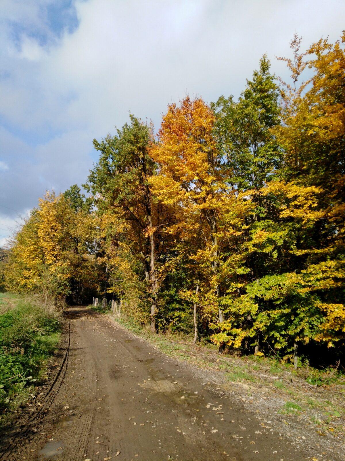 24. 10. Distanční výuka v 1. třídě - 37