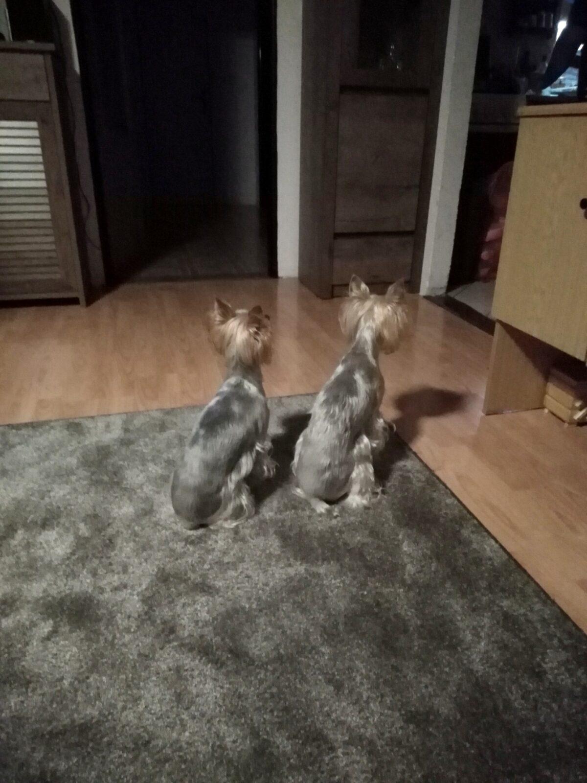 7. 11. distanční výuka v 1. třídě - 63