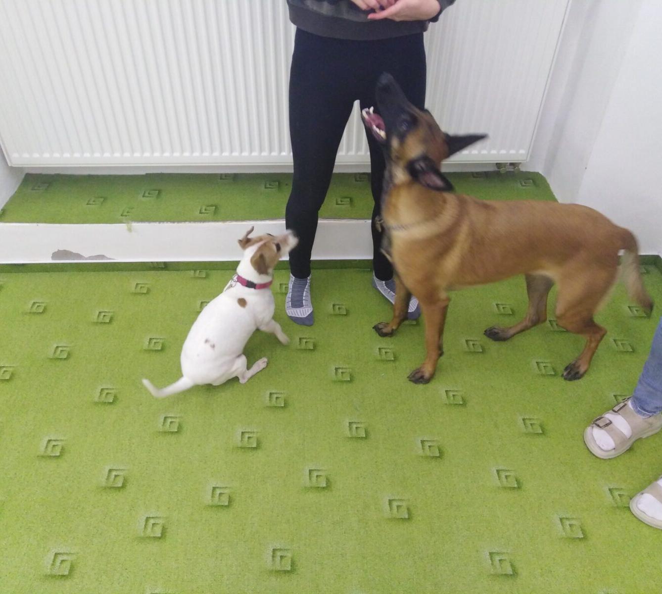 Projektový den v MŠ: AGILITY - 8