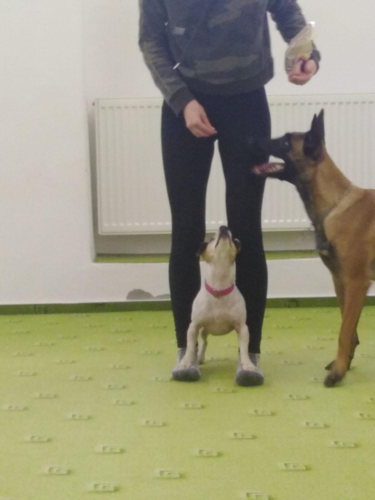 Projektový den v MŠ: AGILITY - 9