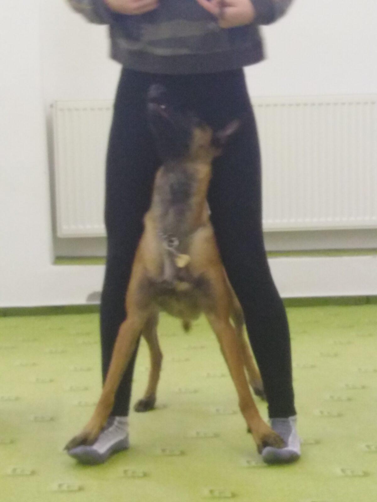 Projektový den v MŠ: AGILITY - 11