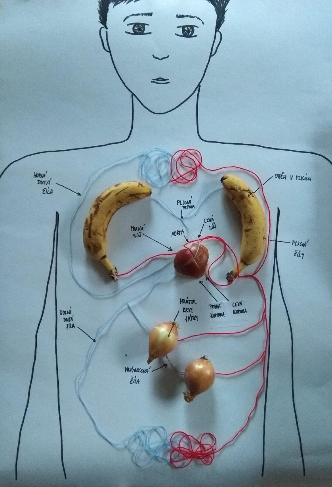 Biologie člověka - 8. třída - 4