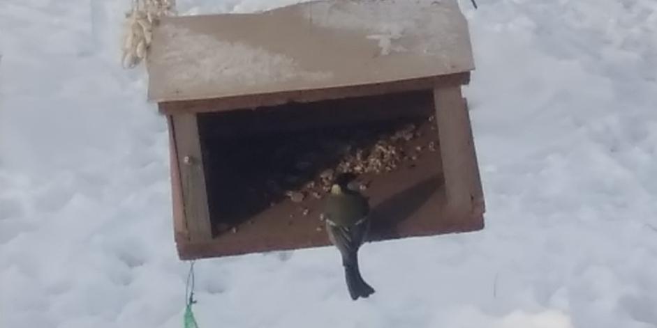 Nejkrásnějších 20 snímků z "Ptačí hodinky" - 12