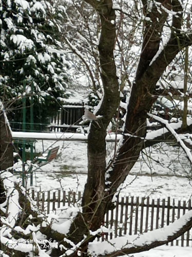 Nejkrásnějších 20 snímků z "Ptačí hodinky" - 15