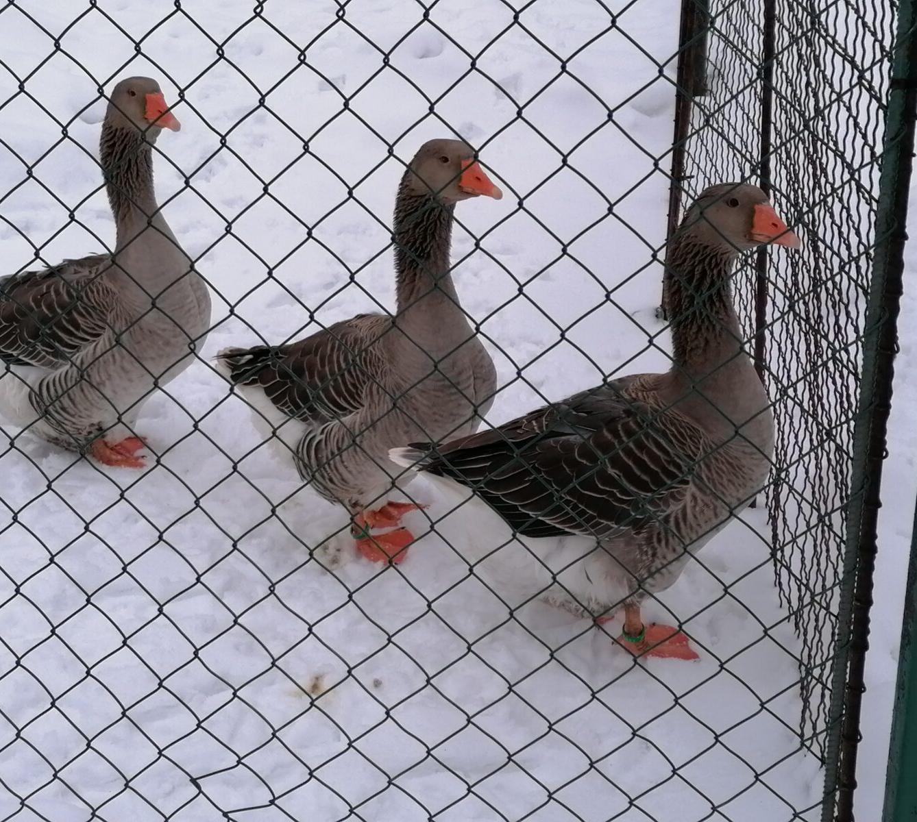 ZIMNÍ OLYMPIJSKÉ HRY V MŠ III. (závody "bobů" a "spřežení" :-)) - 45