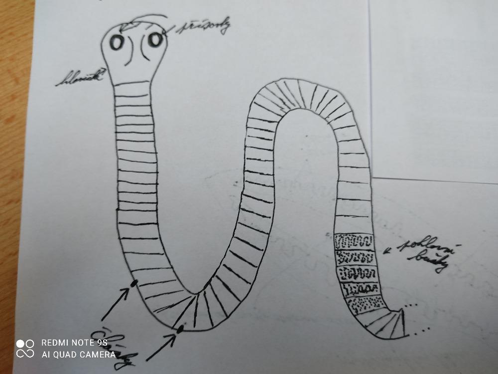 Přírodopis v 6. třídě - 3