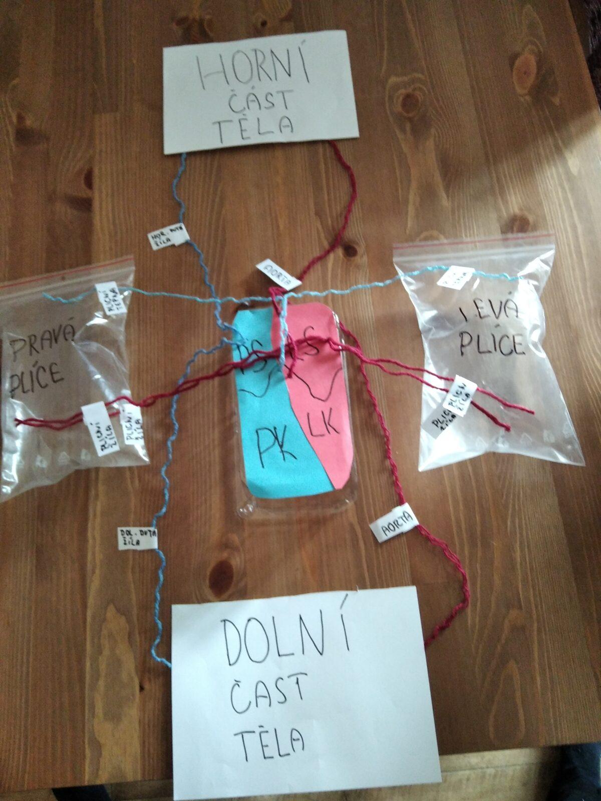 Biologie člověka - 8. třída - 7