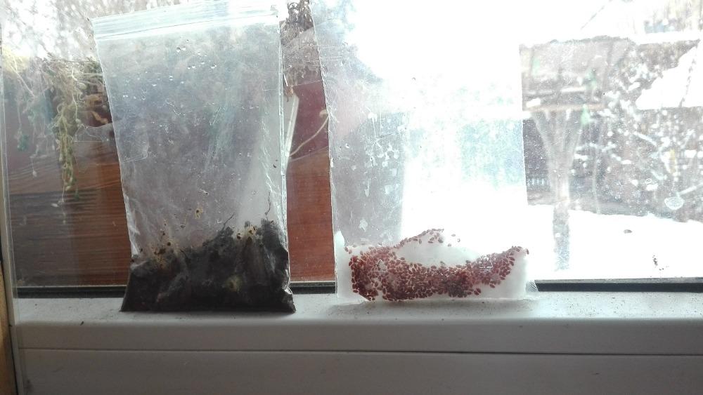 Distanční výuka v MŠ Kamarád (Přišlo jaro do vsi) - mladší děti :-) - 7