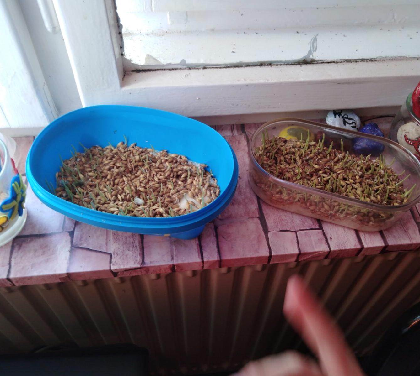 DISTANČNÍ VÝUKA V MŠ KAMARÁD (O třech zakletých stromech)- předškoláci - 28