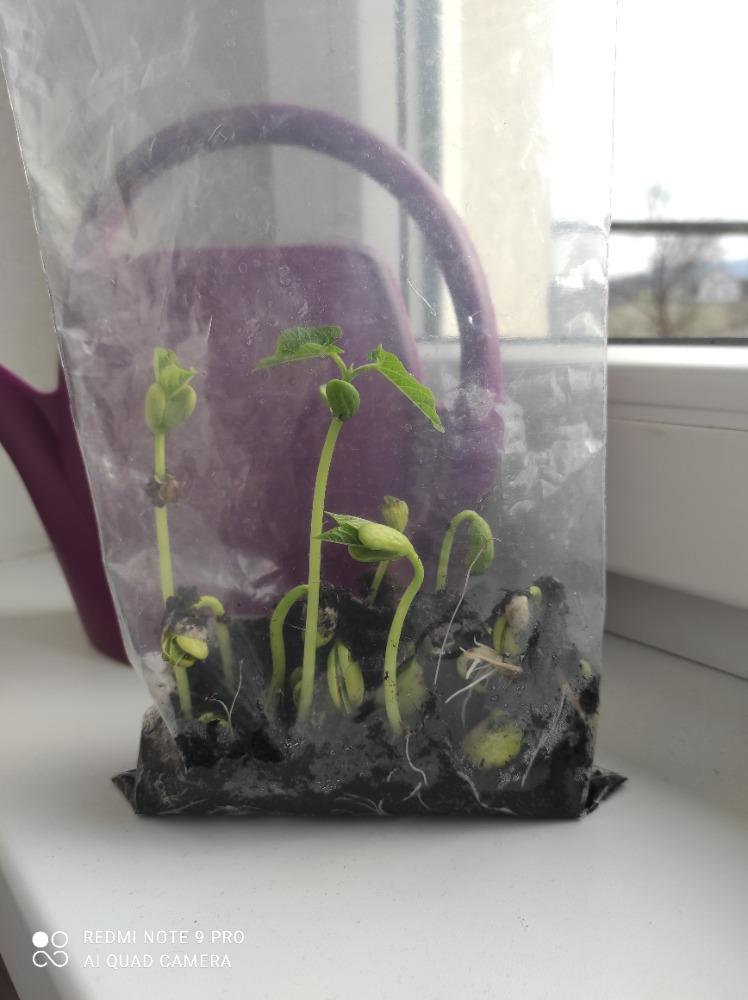 DISTANČNÍ VÝUKA V MŠ KAMARÁD (O třech zakletých stromech)- předškoláci - 42