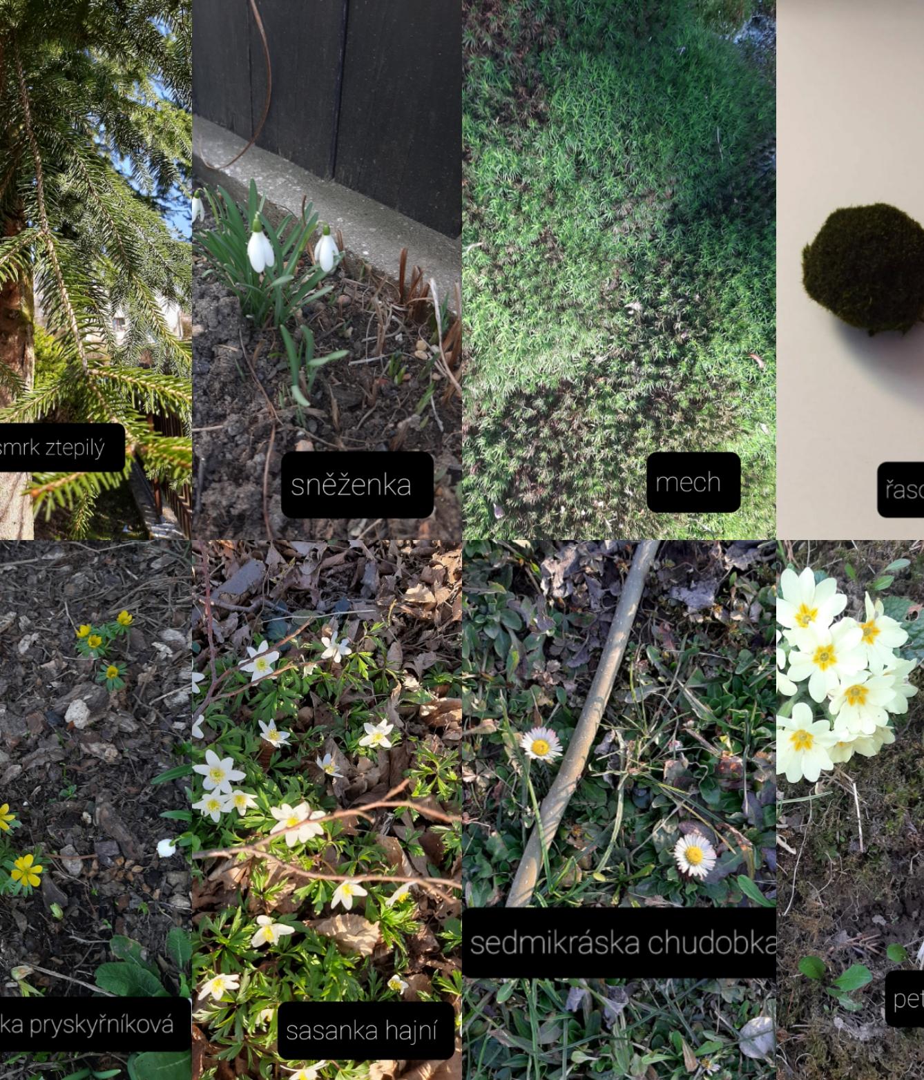 Taxonomie rostlin - sedmáci - 6