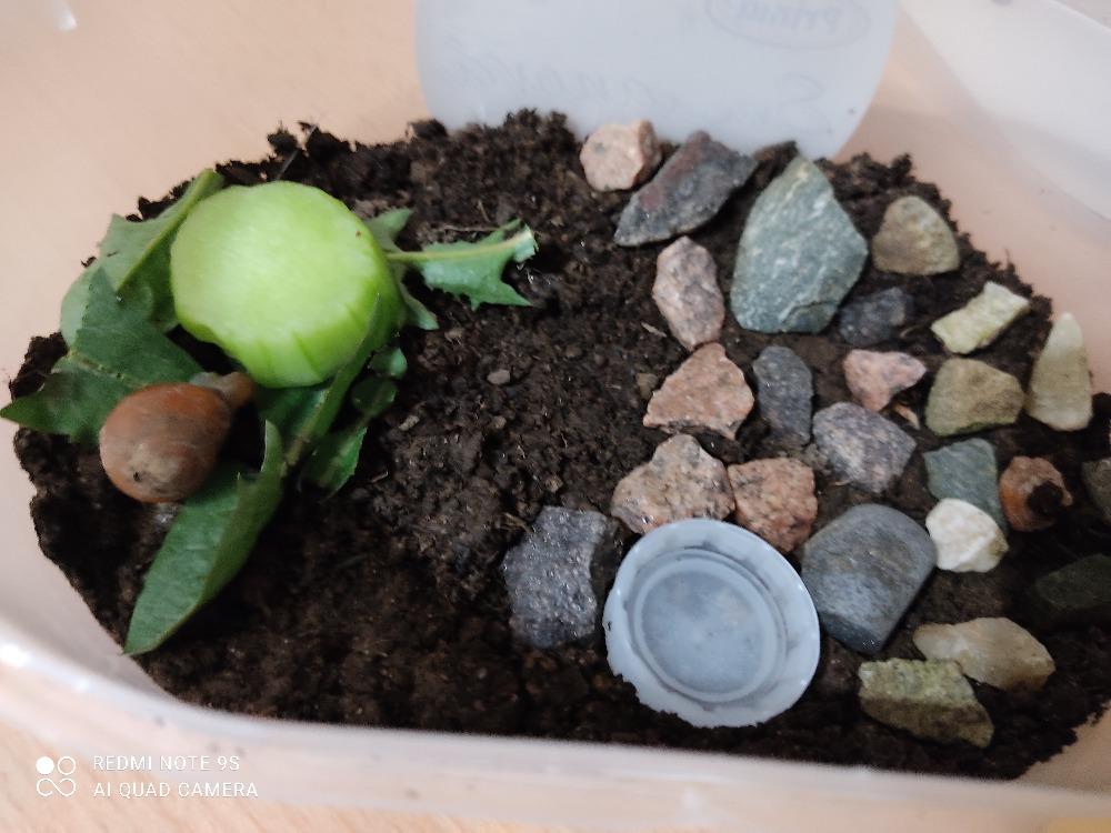 Projekt "Hlemýžď" v 6. třídě - 1