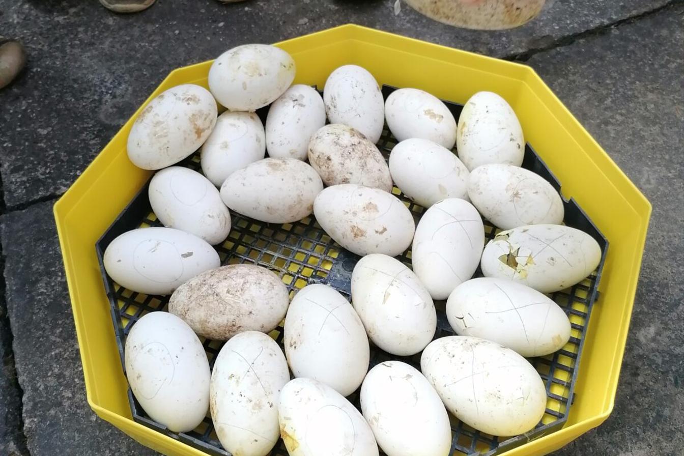 Vycházka "máme rádi zvířata"