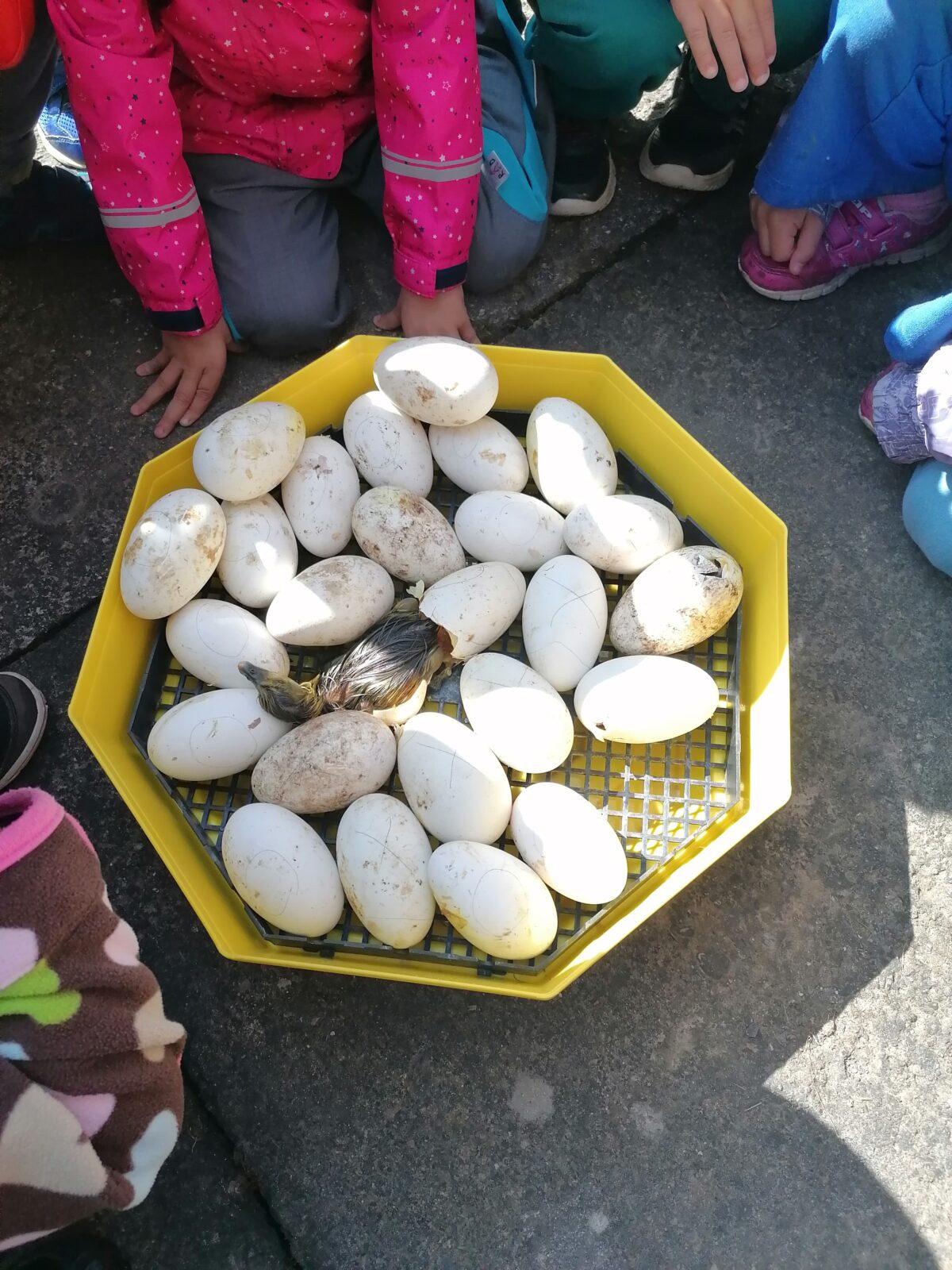 Vycházka "máme rádi zvířata" - 26