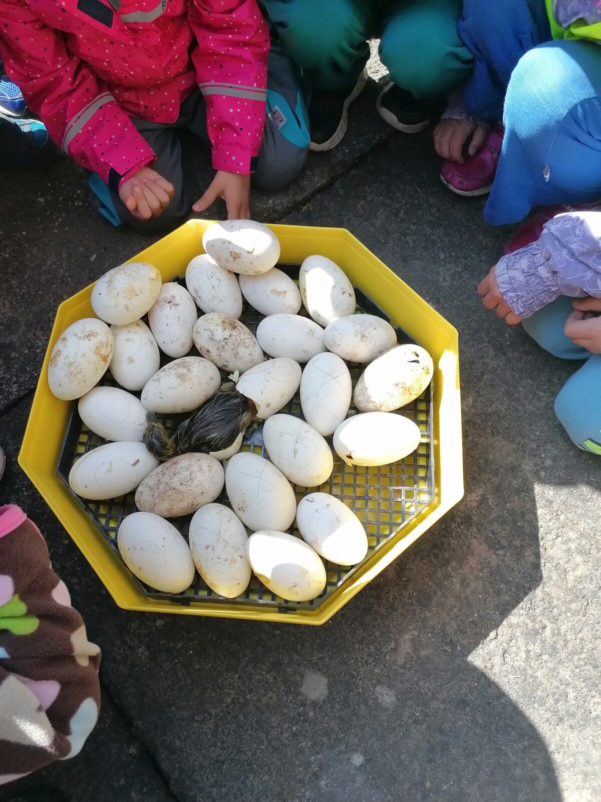 Vycházka "máme rádi zvířata" - 27