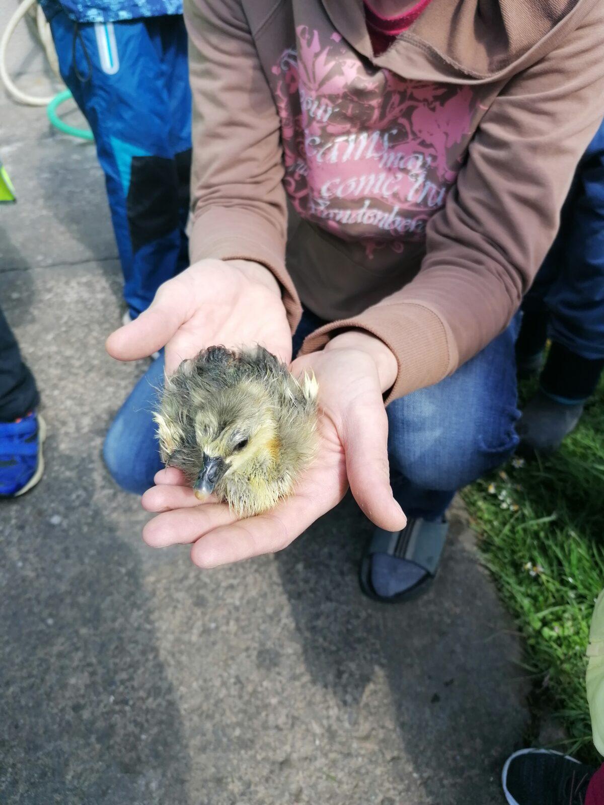 Vycházka "máme rádi zvířata" - 33