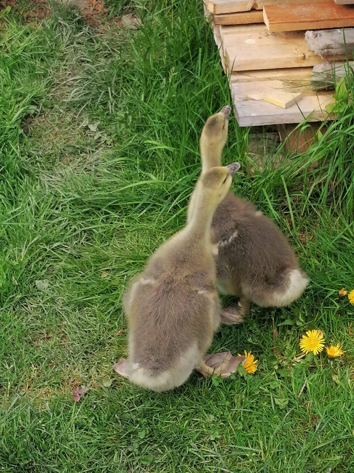 Vycházka "máme rádi zvířata" - 35