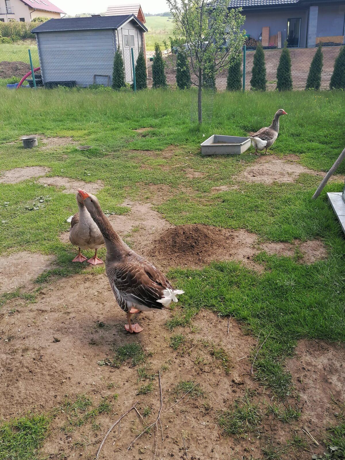 Vycházka "máme rádi zvířata" - 39