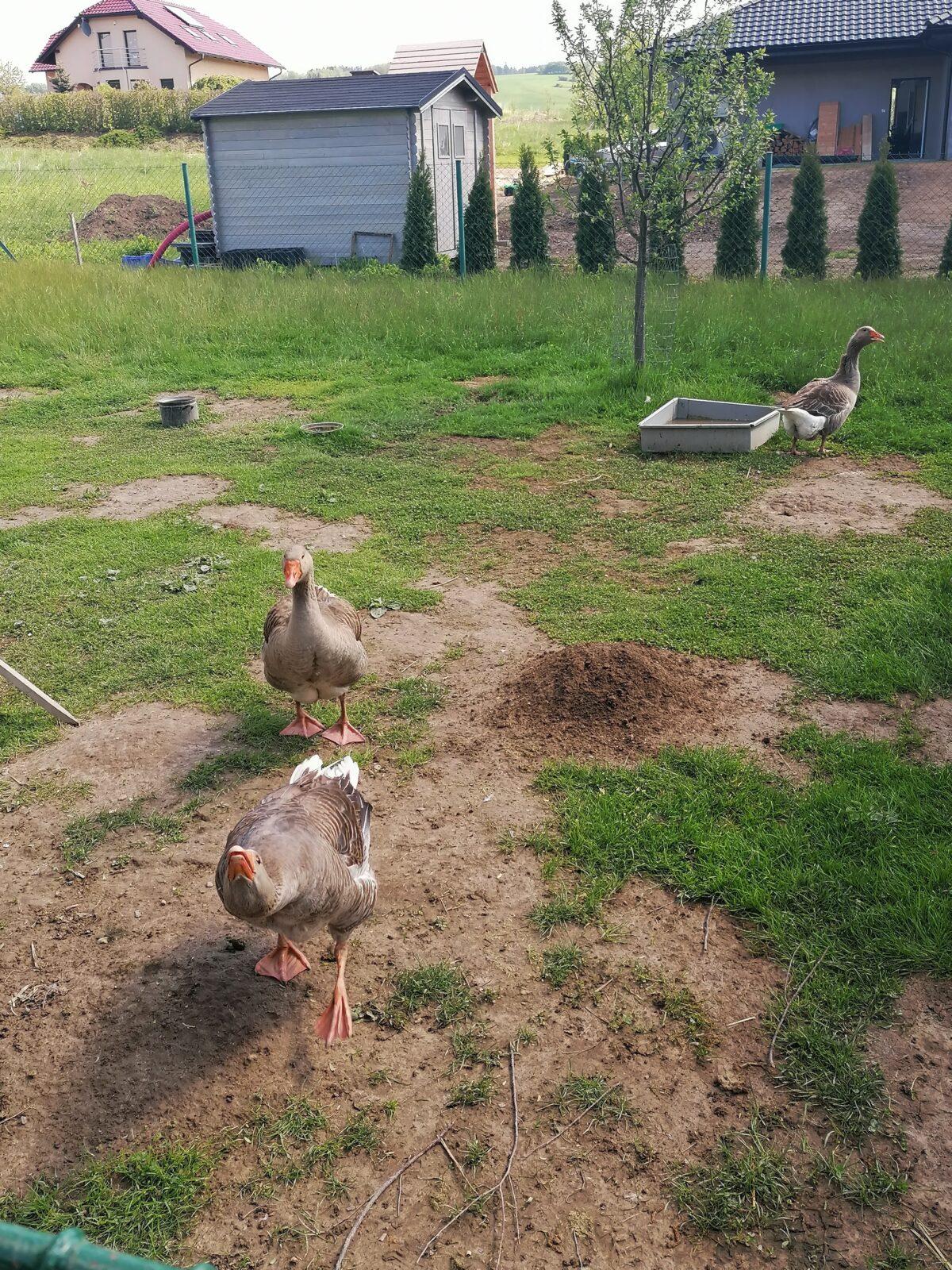 Vycházka "máme rádi zvířata" - 40