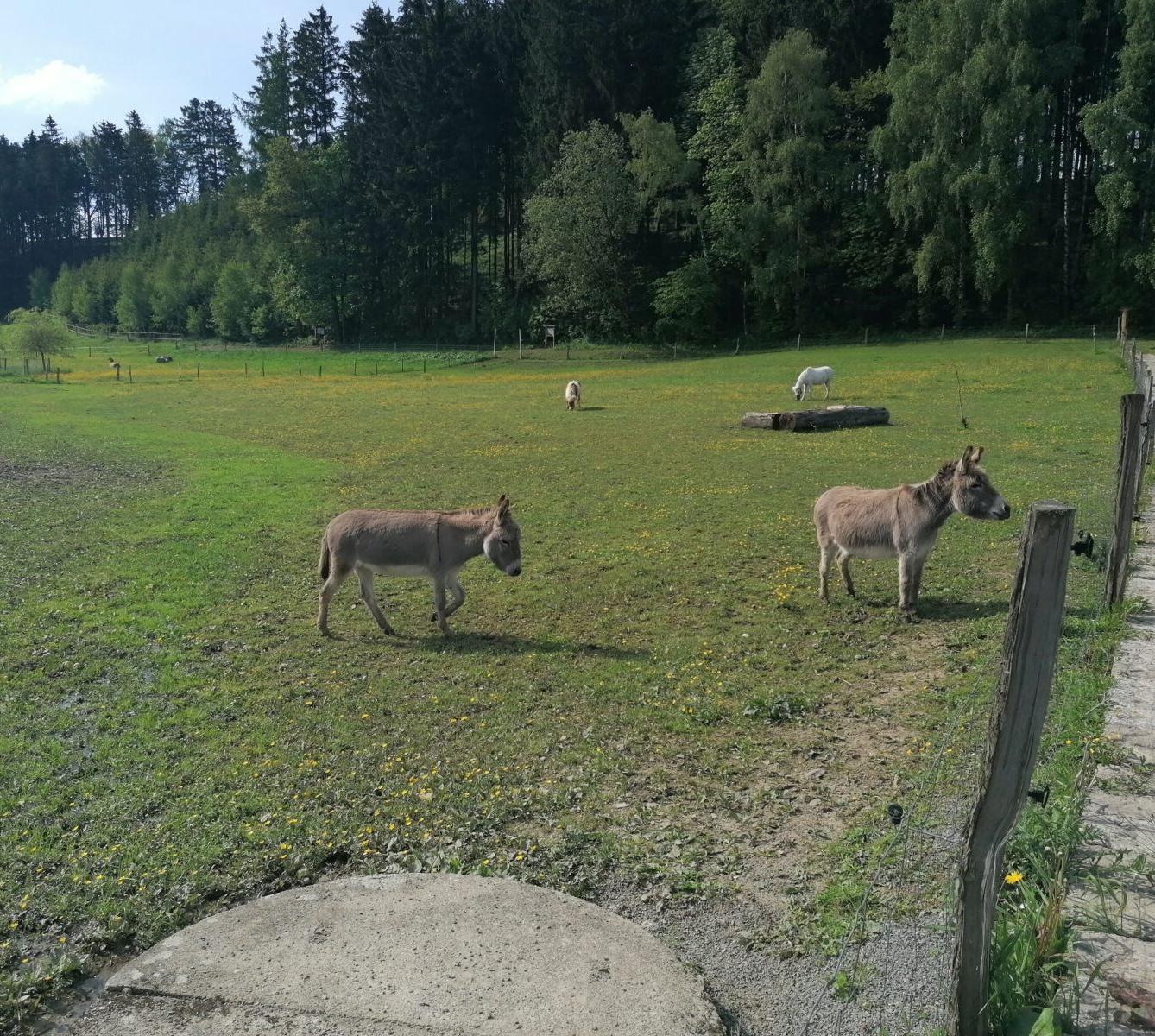 Sláva, nazdar výletu:-) (Babiččin statek - Líšnice) I. část - 62