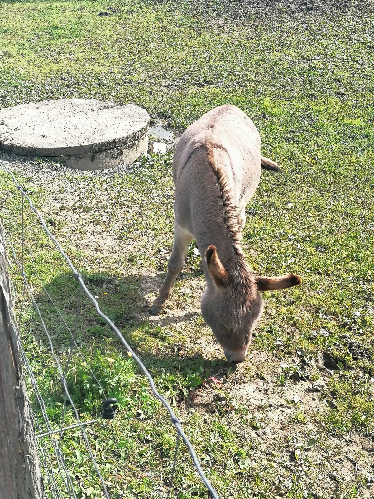 Sláva, nazdar výletu:-) (Babiččin statek - Líšnice) I. část - 66