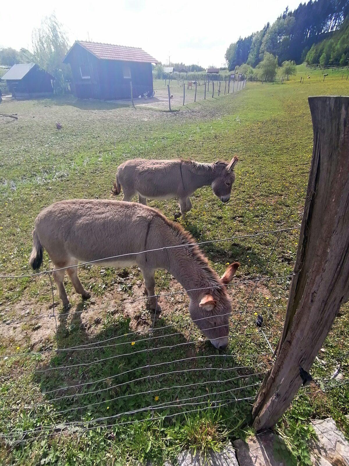 Sláva, nazdar výletu:-) (Babiččin statek - Líšnice) I. část - 67