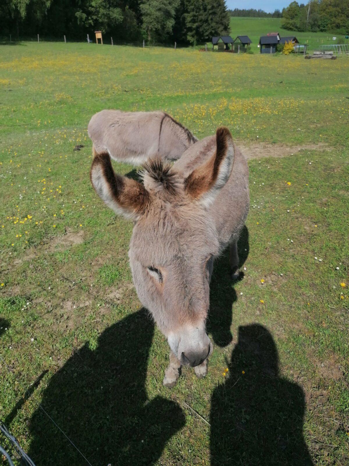 Sláva, nazdar výletu:-) (Babiččin statek - Líšnice) I. část - 82